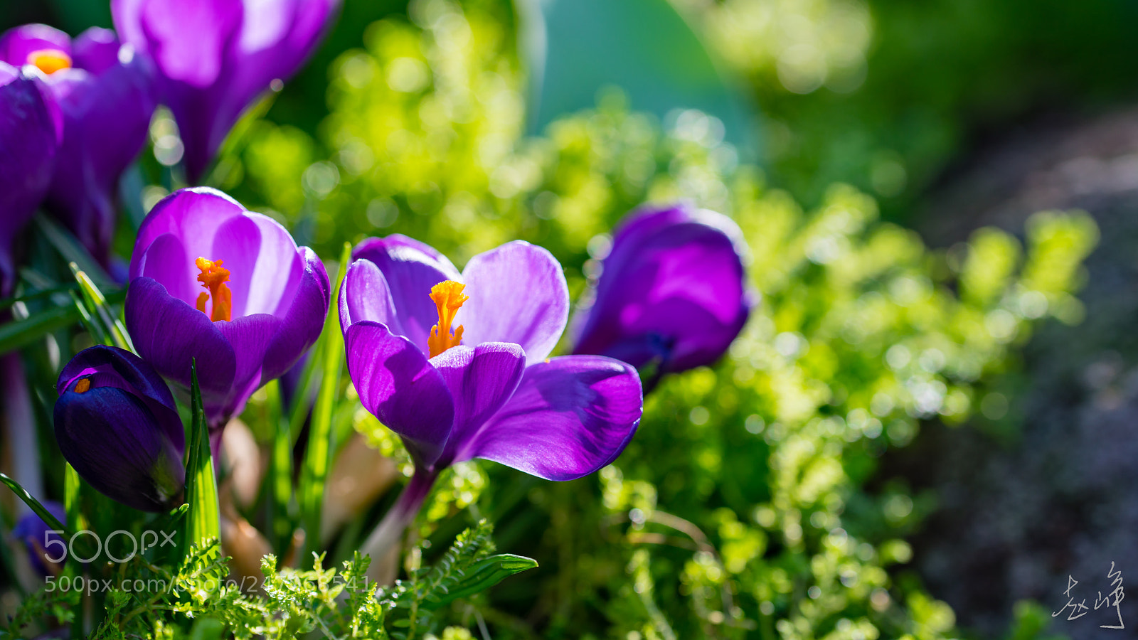 Sony a7R II sample photo. Spring is coming photography