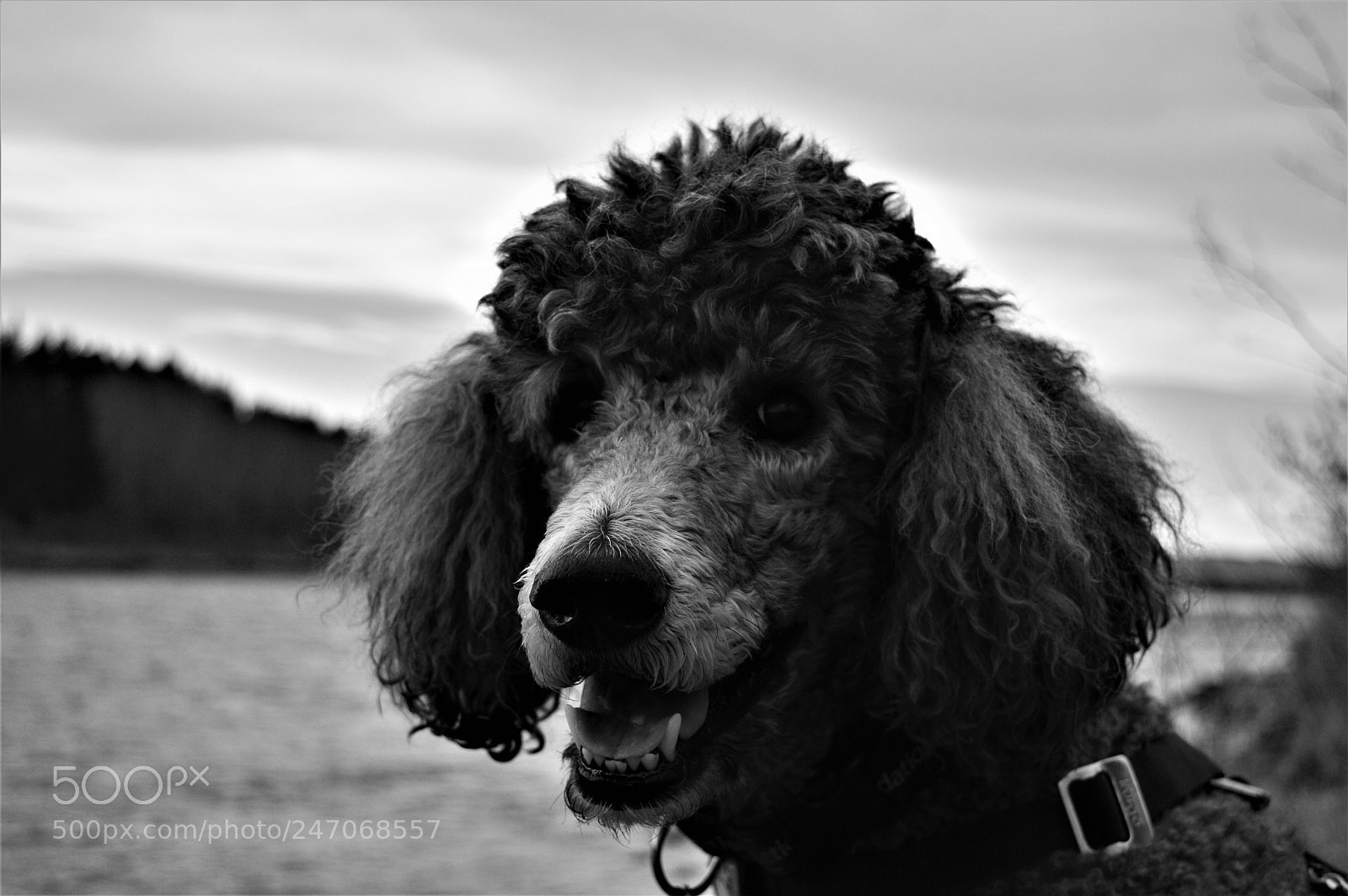 Nikon D3200 sample photo. Like for doggo photography
