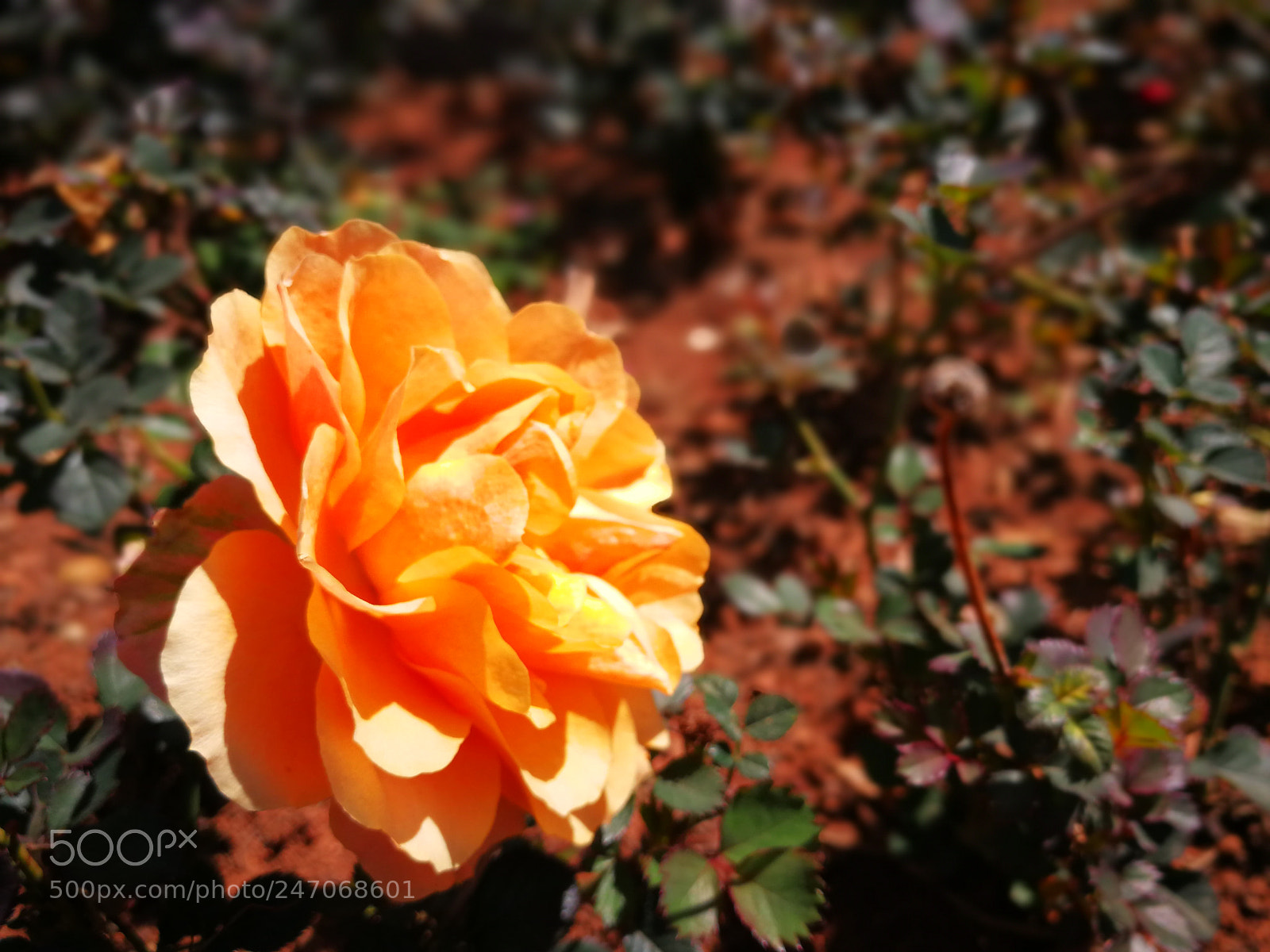 HUAWEI P10 sample photo. Tulip photography