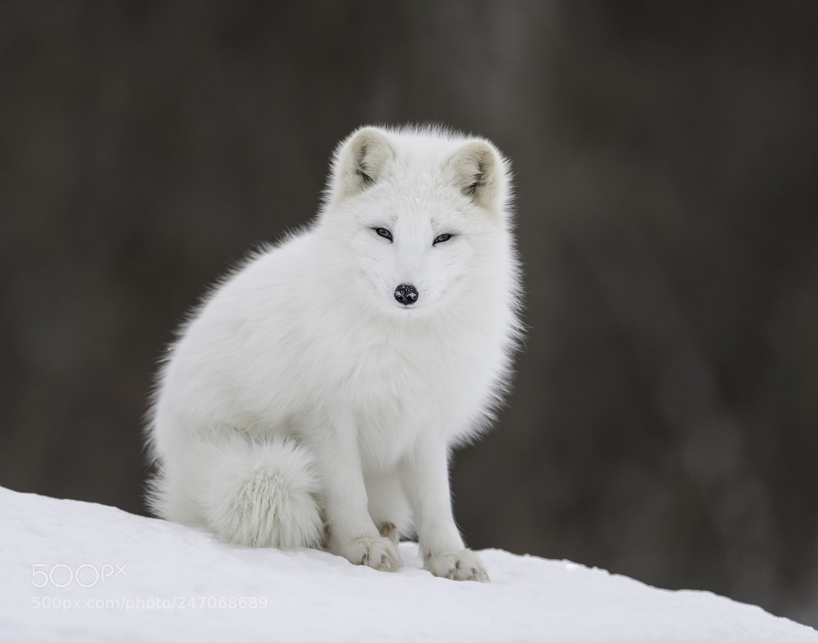 Nikon D850 sample photo. An arctic fox photography
