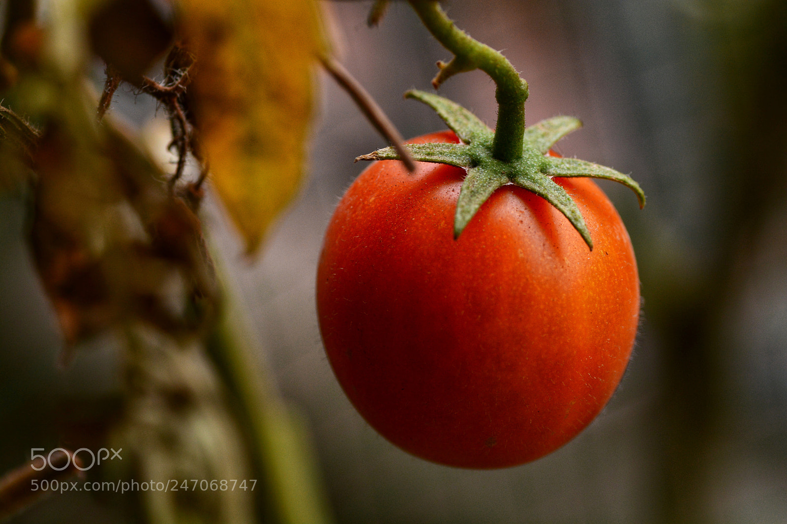 Nikon D7100 sample photo. Untitled photography