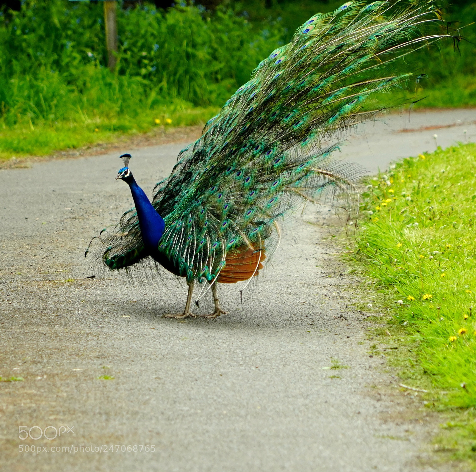 Sony a9 sample photo. Peacock photography