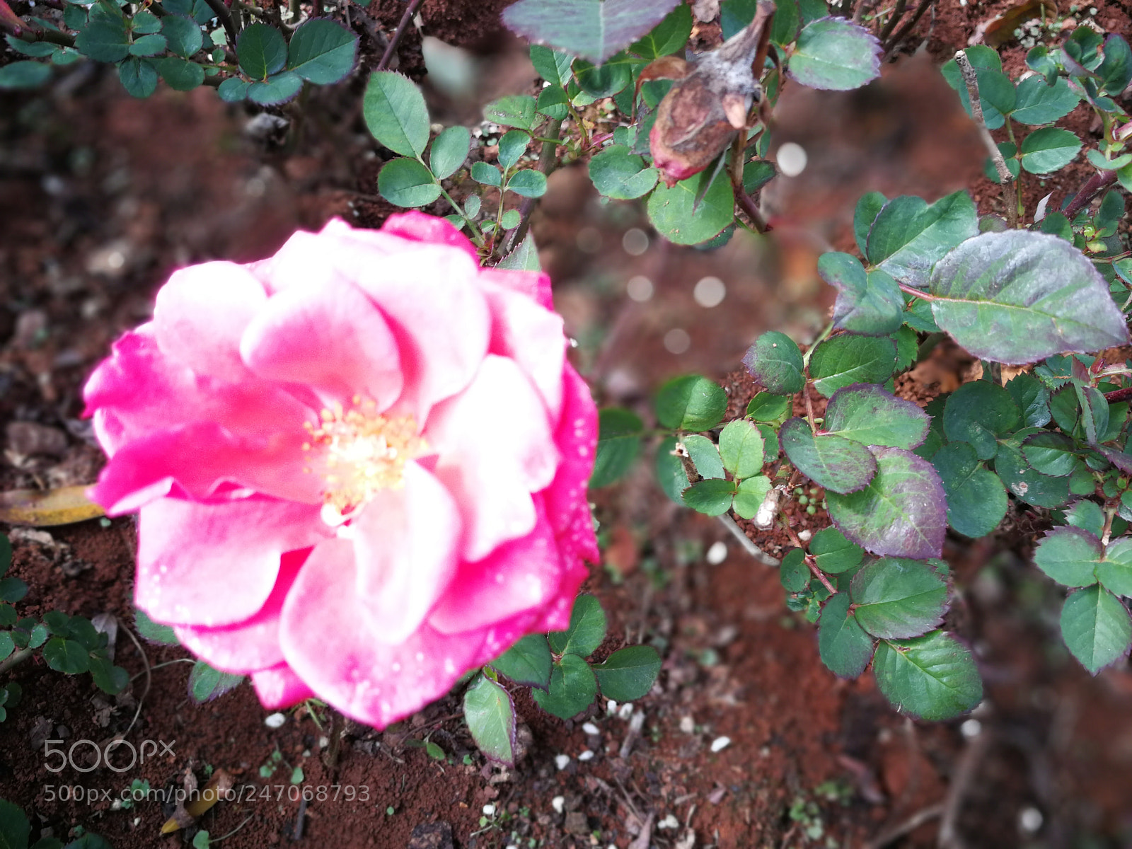 HUAWEI P10 sample photo. Flower photography
