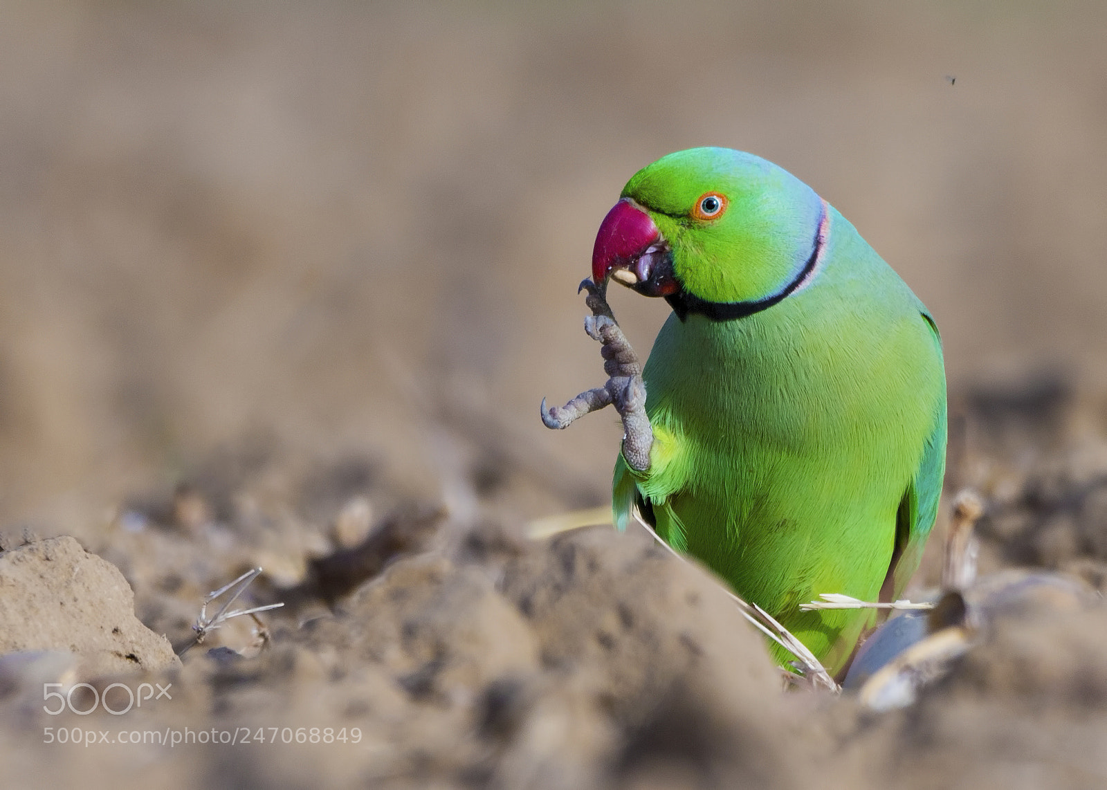 Canon EOS 7D Mark II sample photo. Rose-ringed parakeet photography