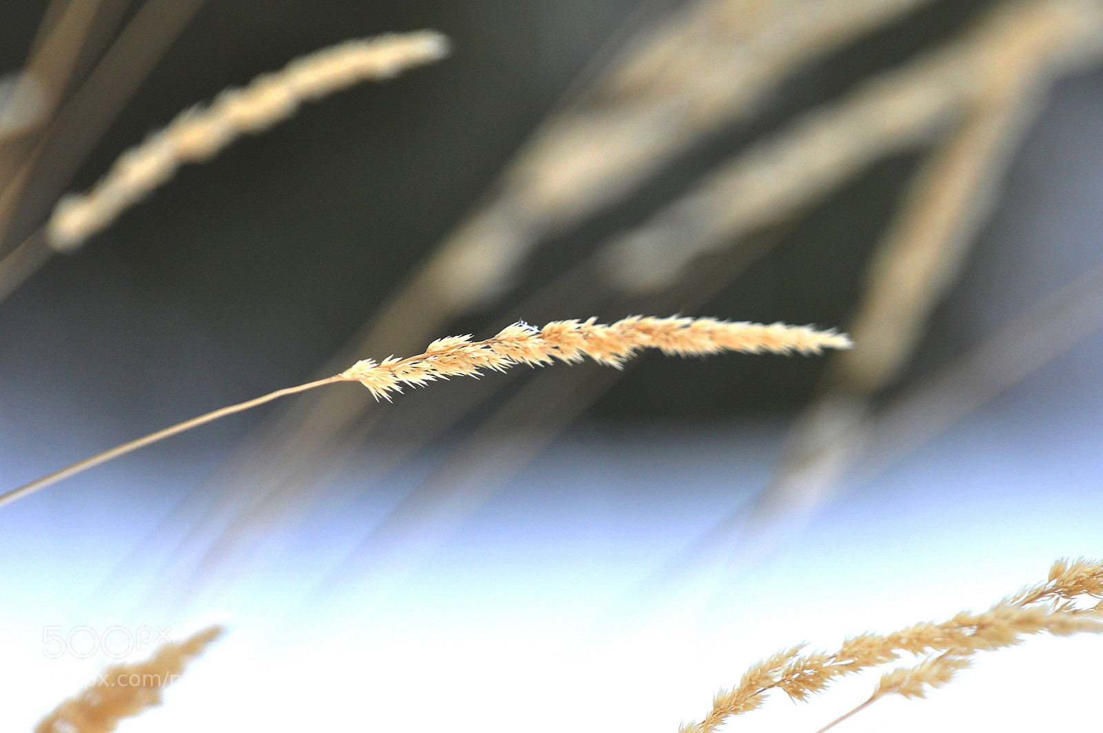 Nikon D90 sample photo. Wintery photography