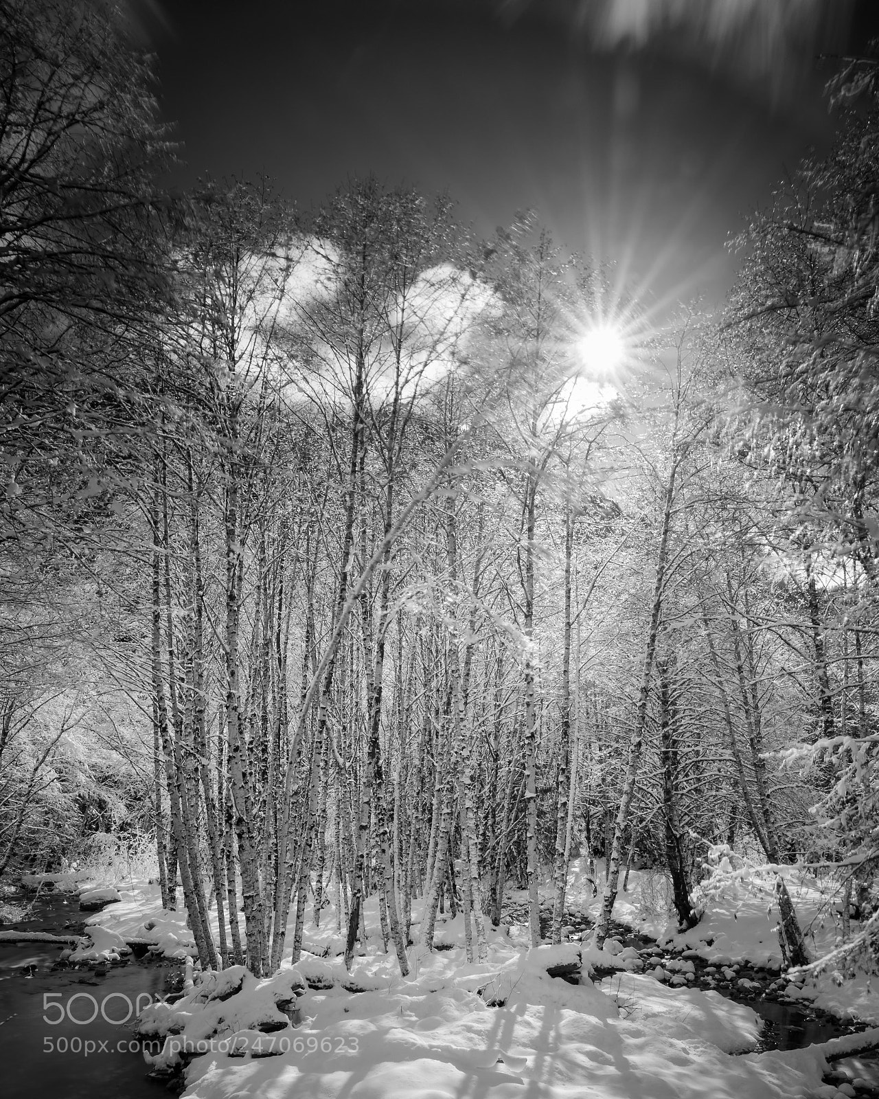 Fujifilm X-T2 sample photo. Birch by stream photography