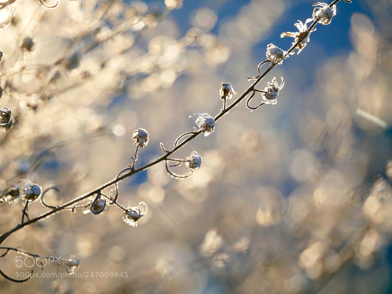 Panasonic Lumix DMC-GX85 (Lumix DMC-GX80 / Lumix DMC-GX7 Mark II) sample photo. Bokehlish photography
