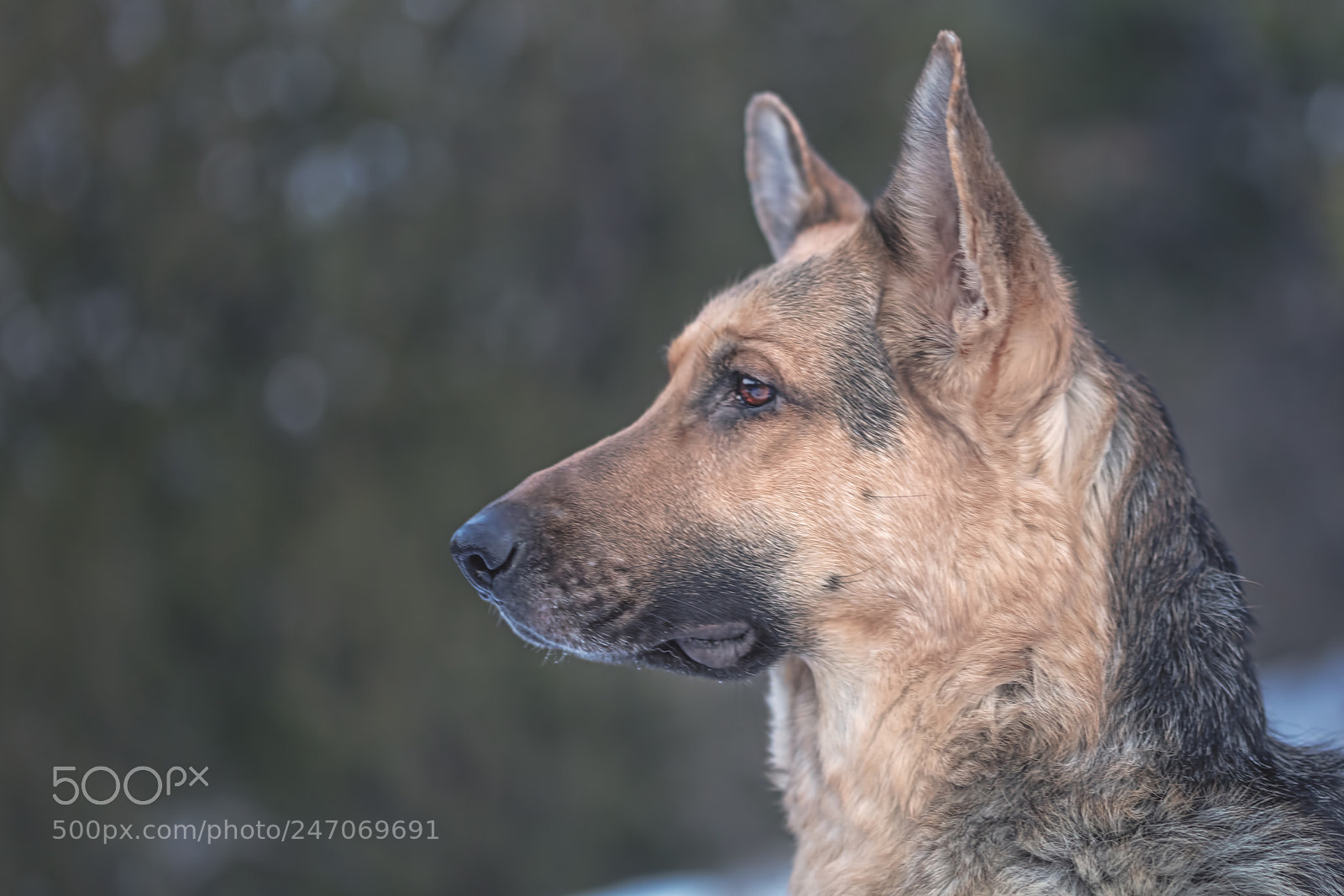 Canon EOS 5DS sample photo. Liesl photography