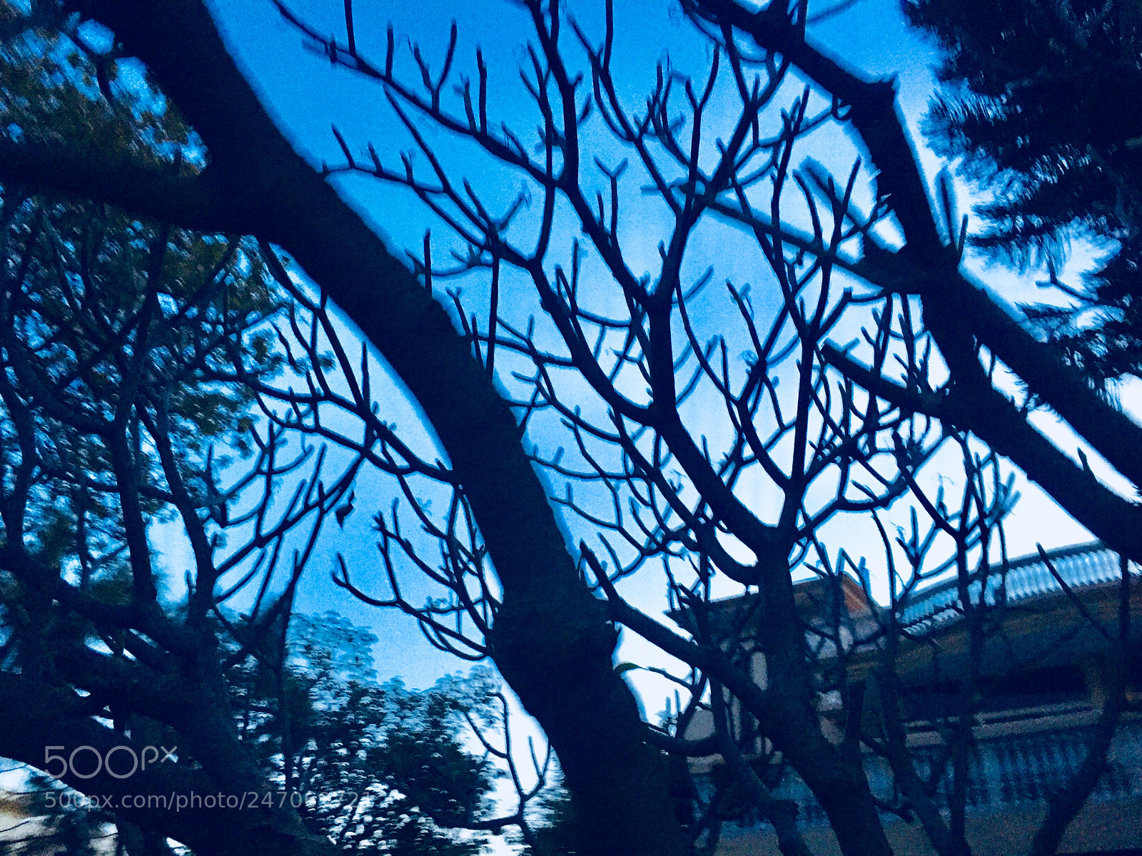 Apple iPhone 6 sample photo. Untitled photography