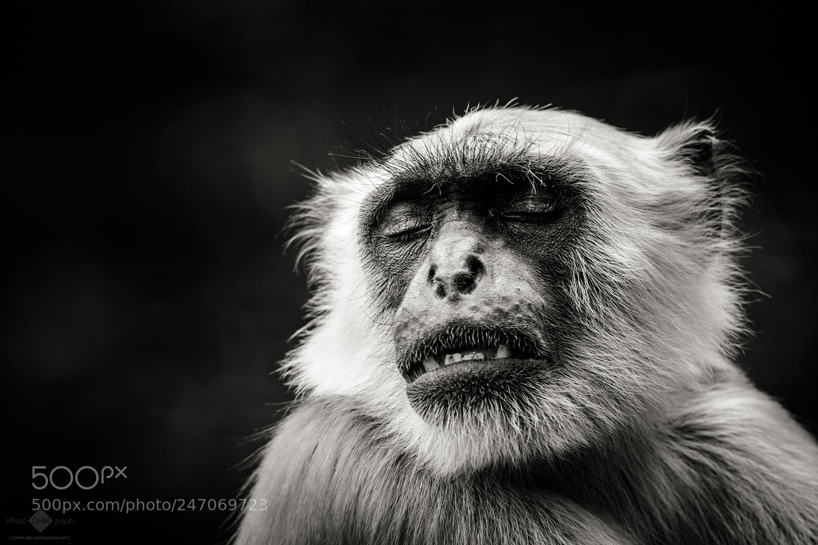 Nikon D7100 sample photo. Tired gray langur photography