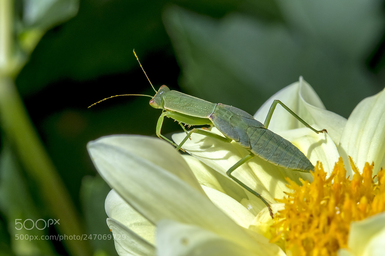Canon EOS 7D Mark II sample photo. Praying mantis photography
