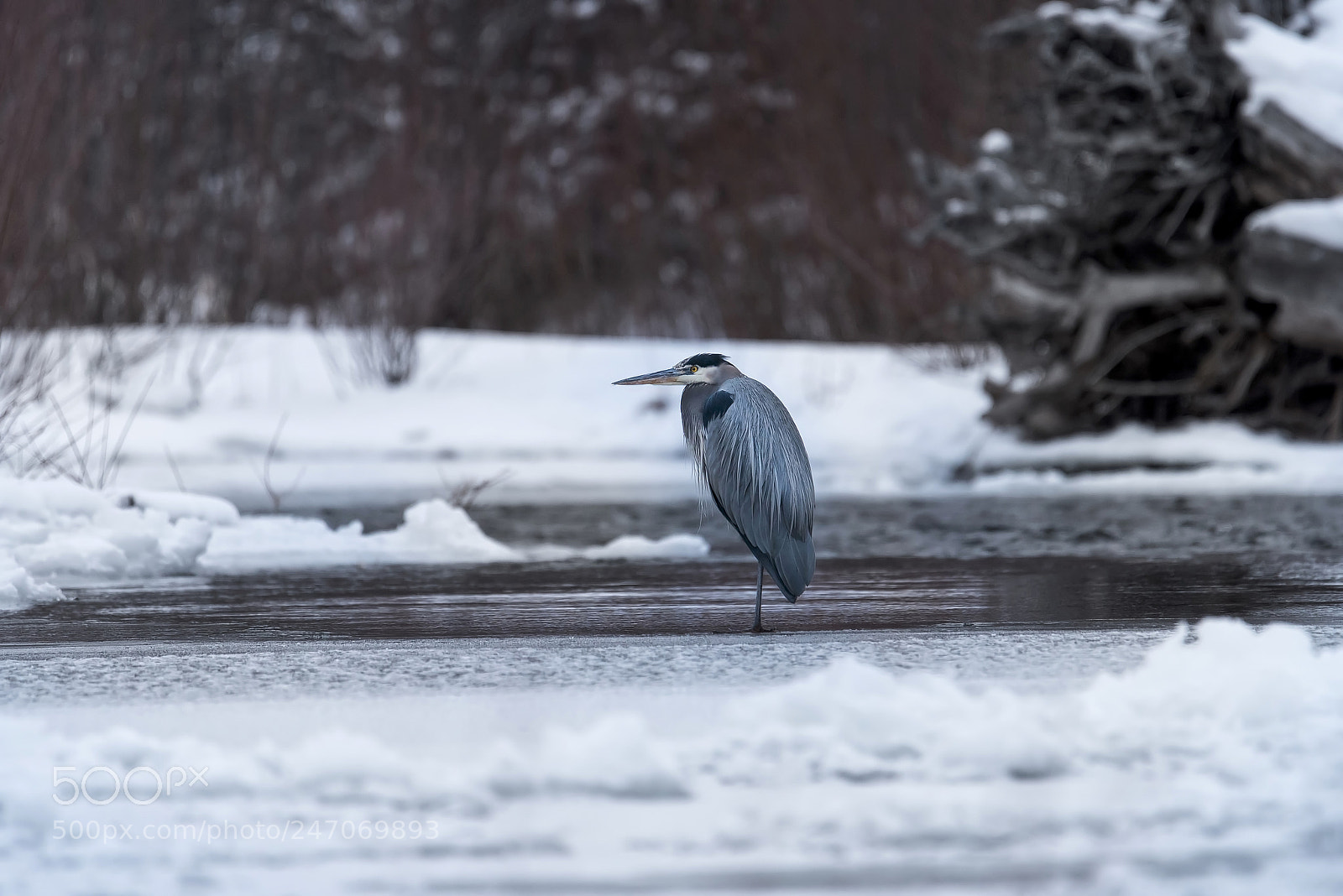 Nikon D810 sample photo. Monster photography