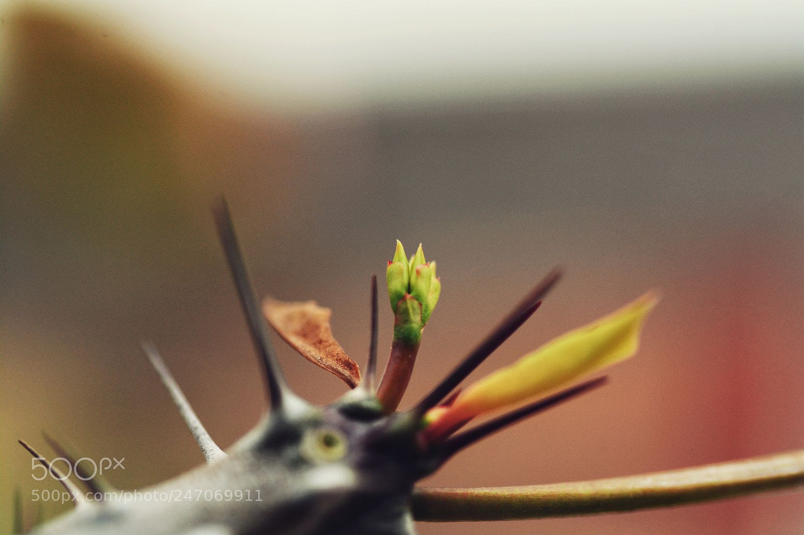 Nikon D7100 sample photo. Untitled photography