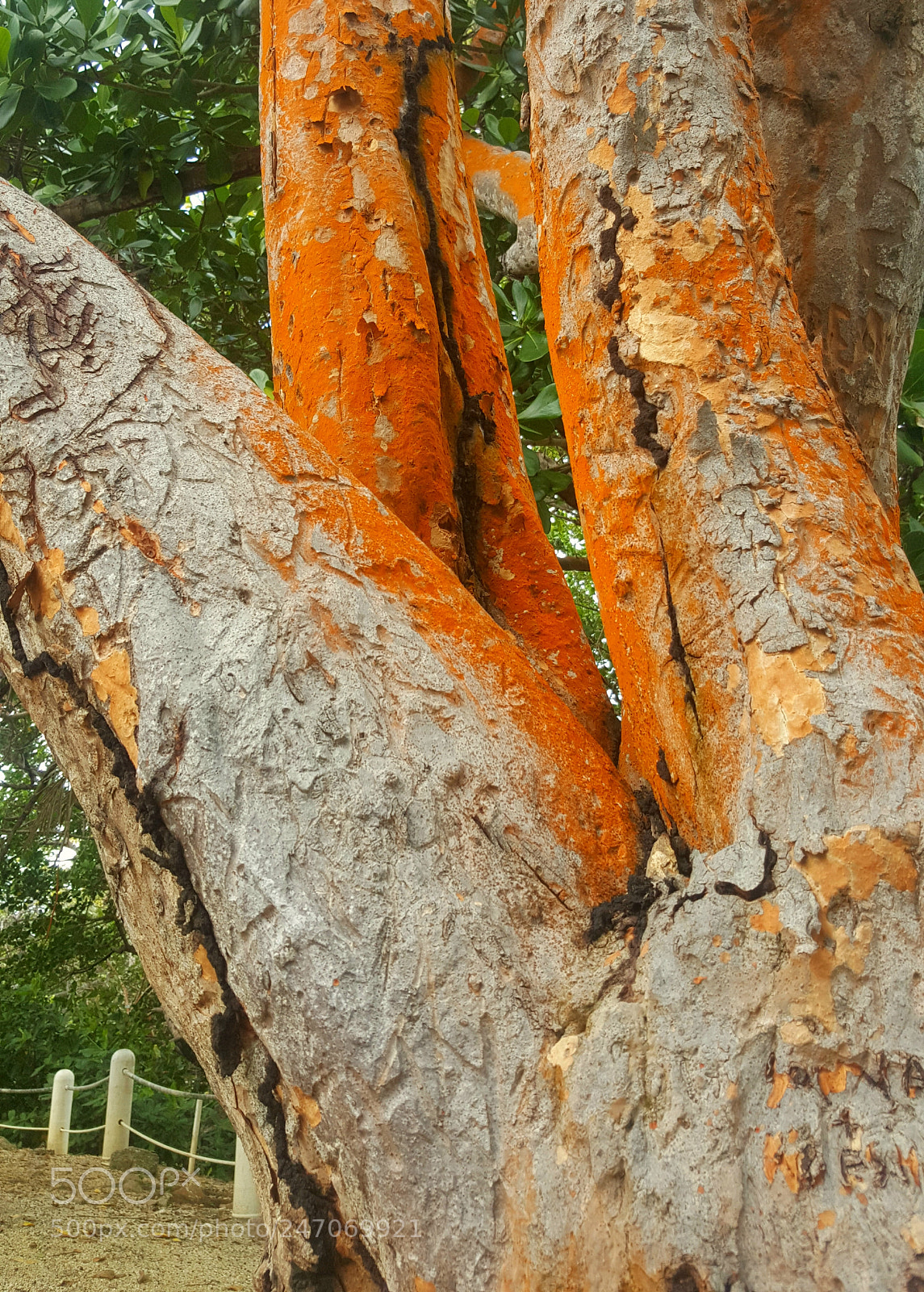 Samsung Galaxy Note5 sample photo. Burnt sienna photography