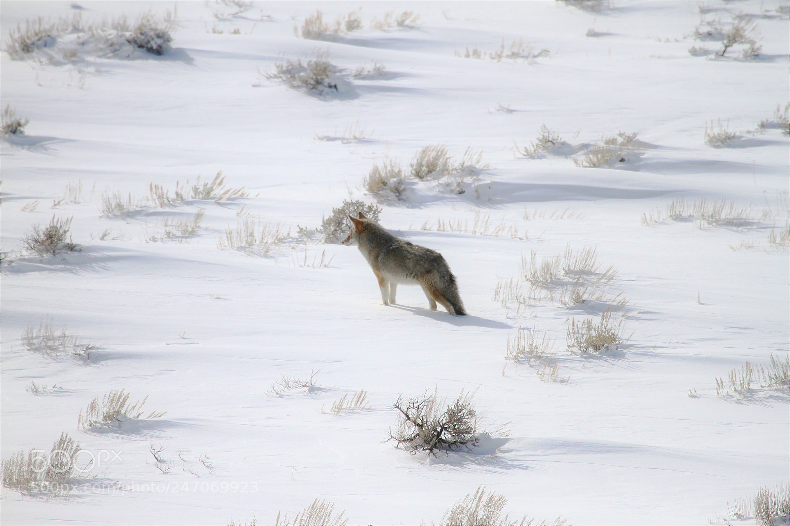 Canon EOS 7D sample photo. Hello there mr coyote.  photography
