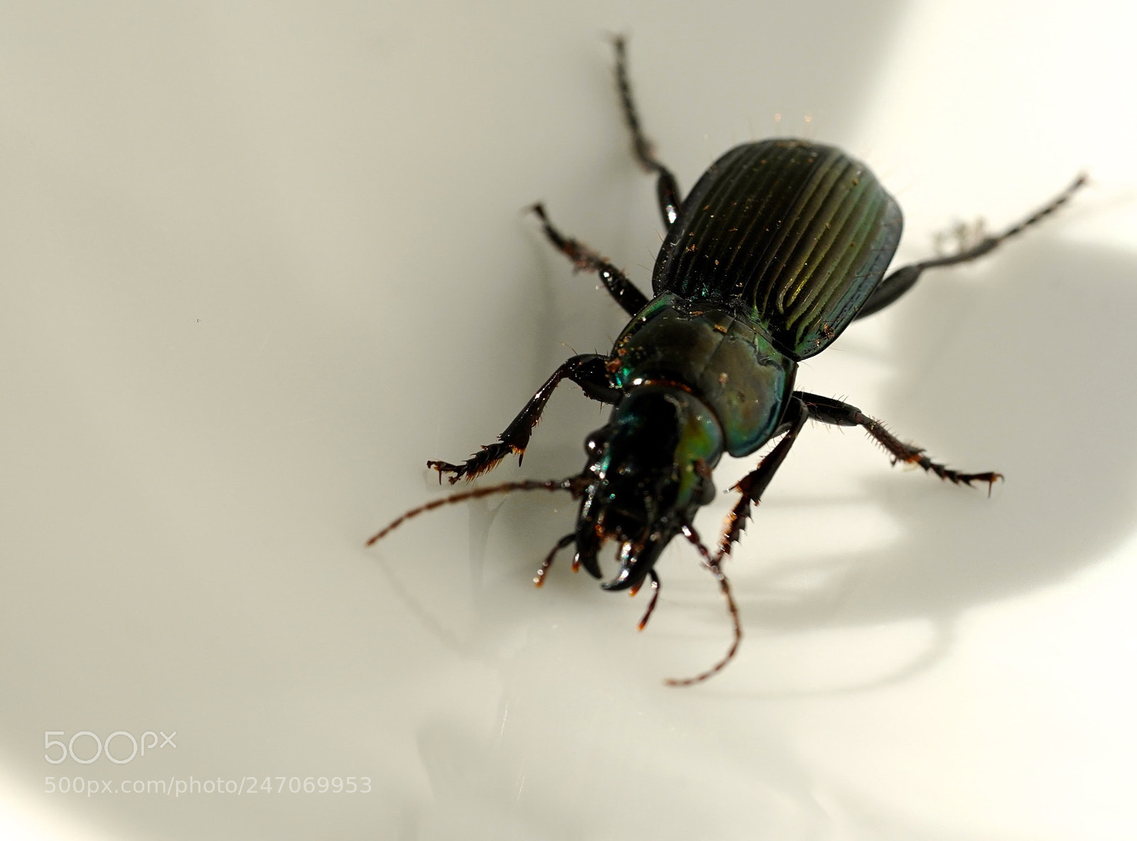 Sony a9 sample photo. Beetle photography