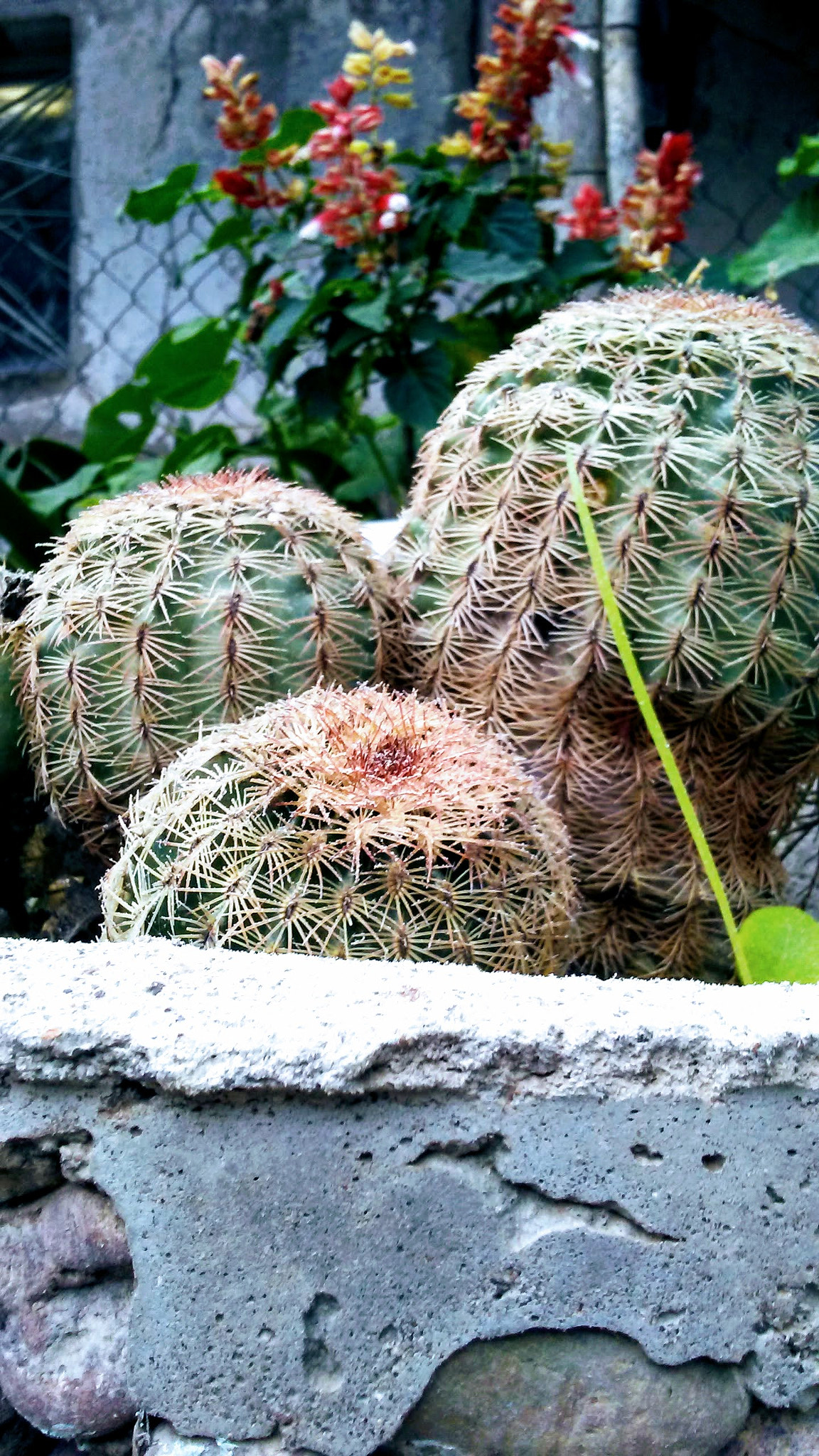 LG K7 sample photo. Untitled photography