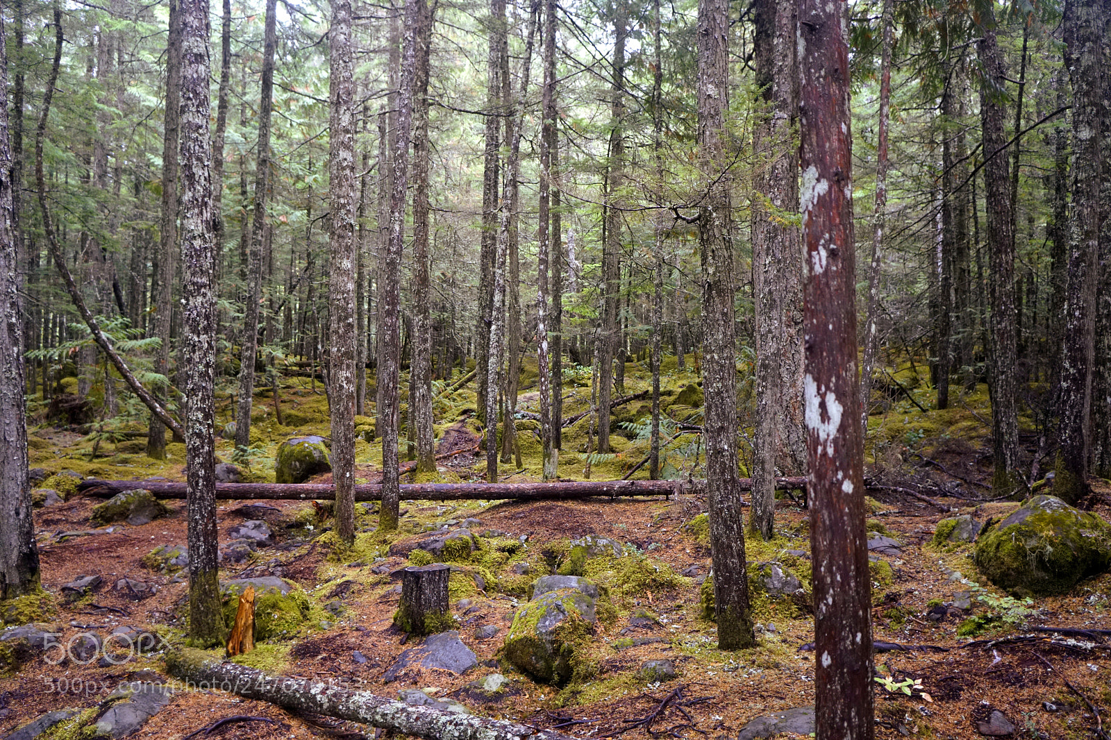 Sony a6500 sample photo. Vancouver 5 photography