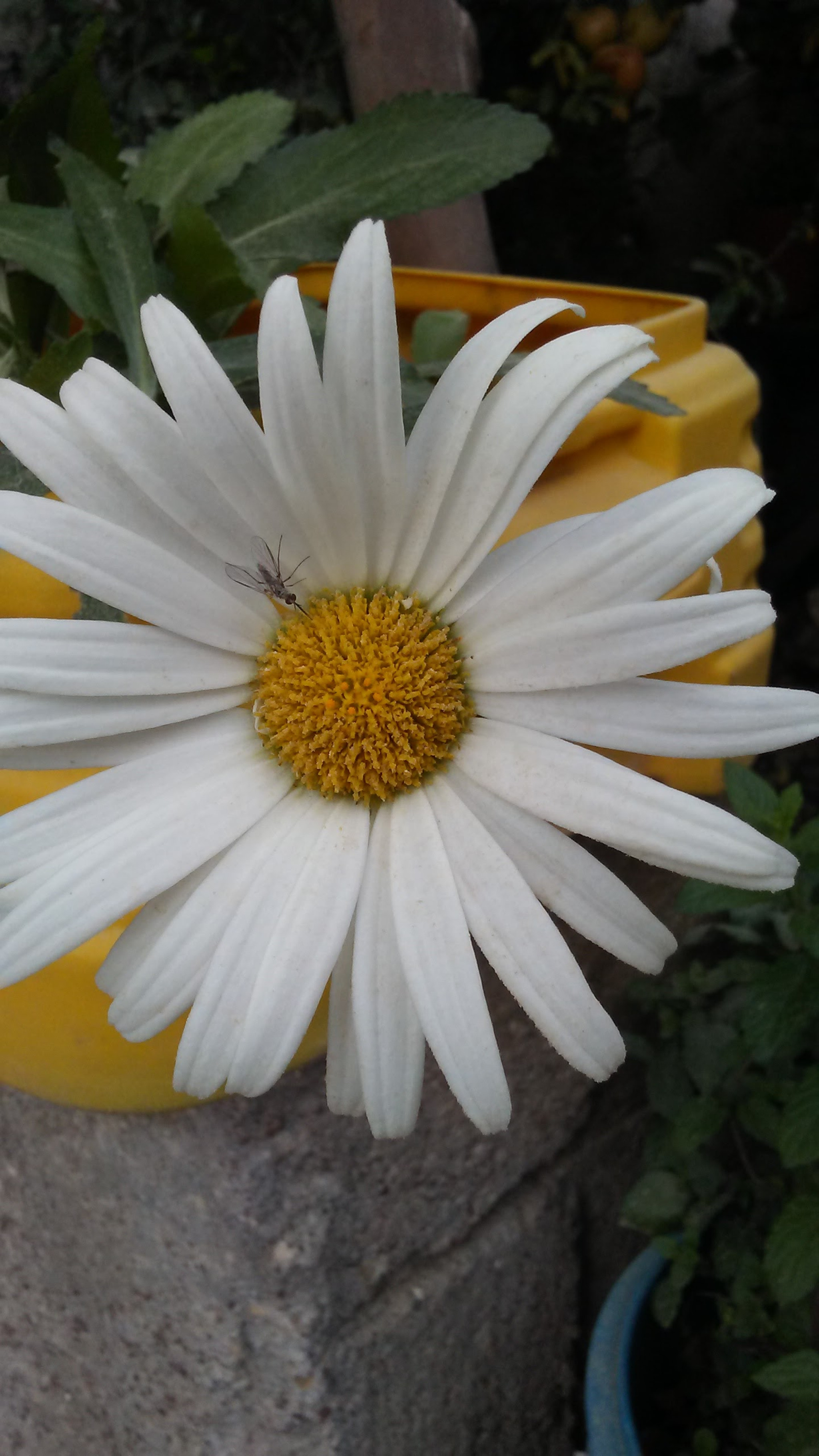 LG K7 sample photo. Untitled photography