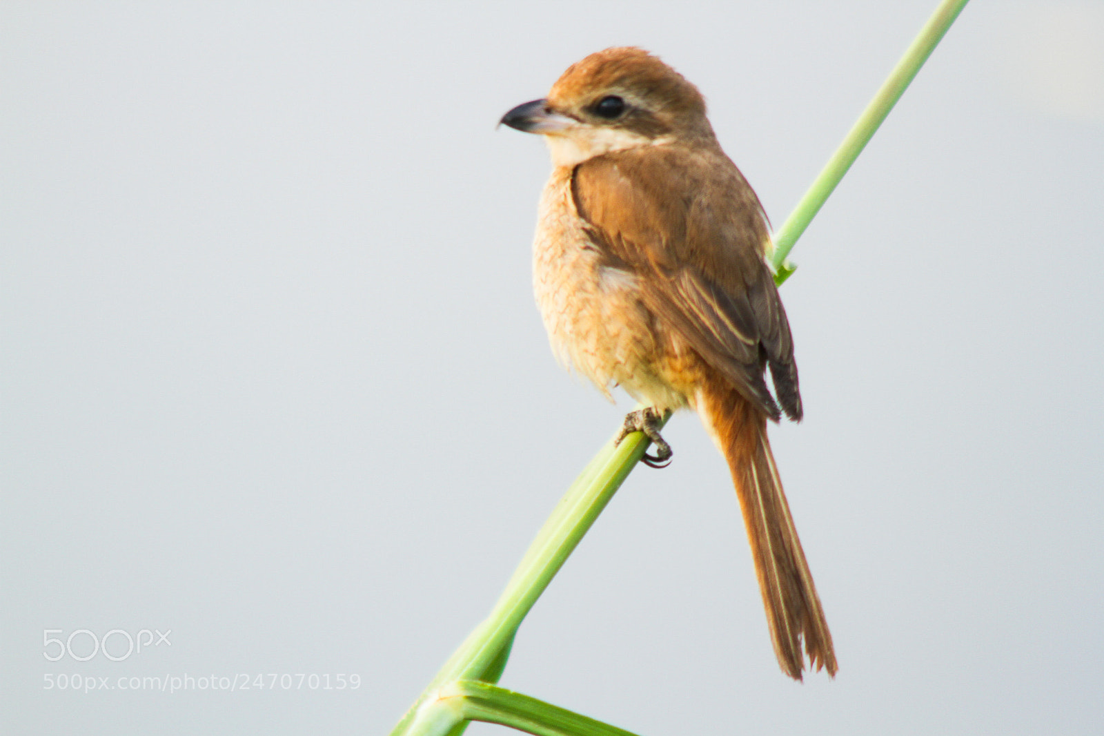 Canon EOS 7D sample photo. Brown shrike photography