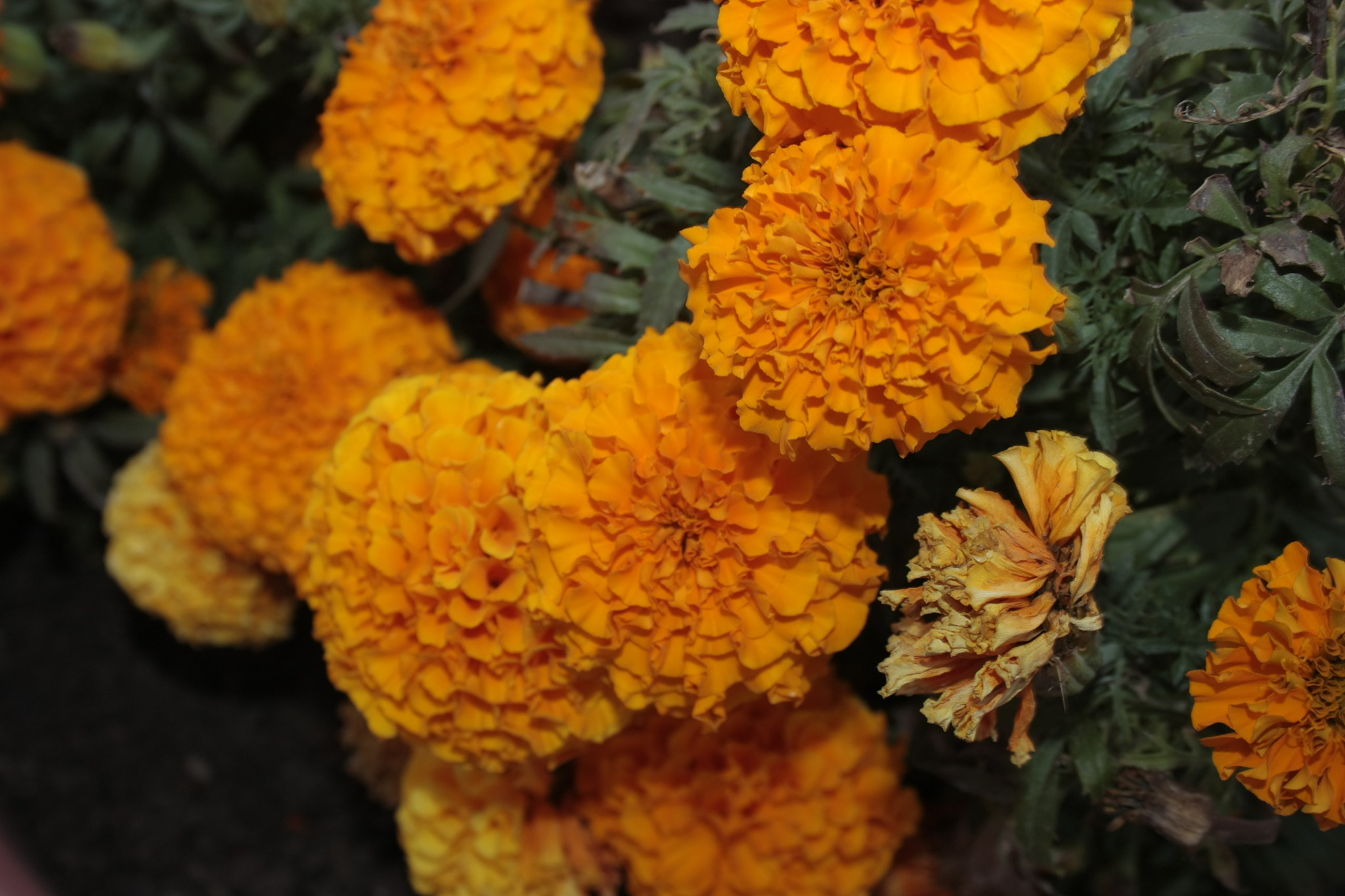 Canon EF-S 18-55mm F3.5-5.6 II sample photo. Flor photography