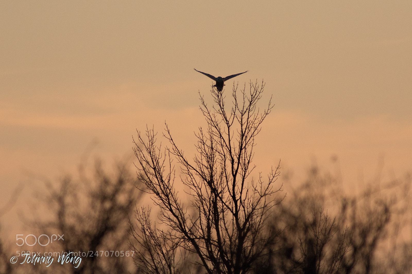 Canon EOS 7D Mark II sample photo. Untitled photography