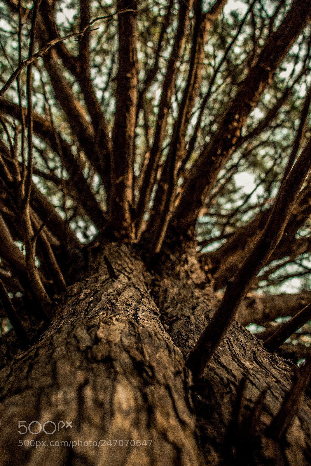 Canon EOS 1300D (EOS Rebel T6 / EOS Kiss X80) sample photo. Looking upwards into tree photography