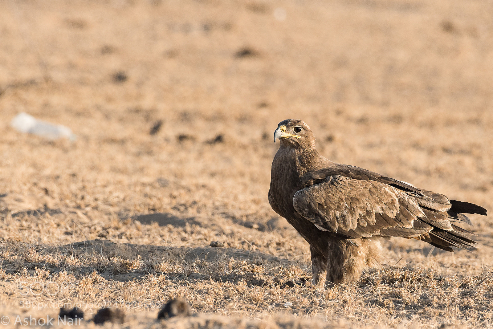 Nikon D810 sample photo. Steppe eagle photography