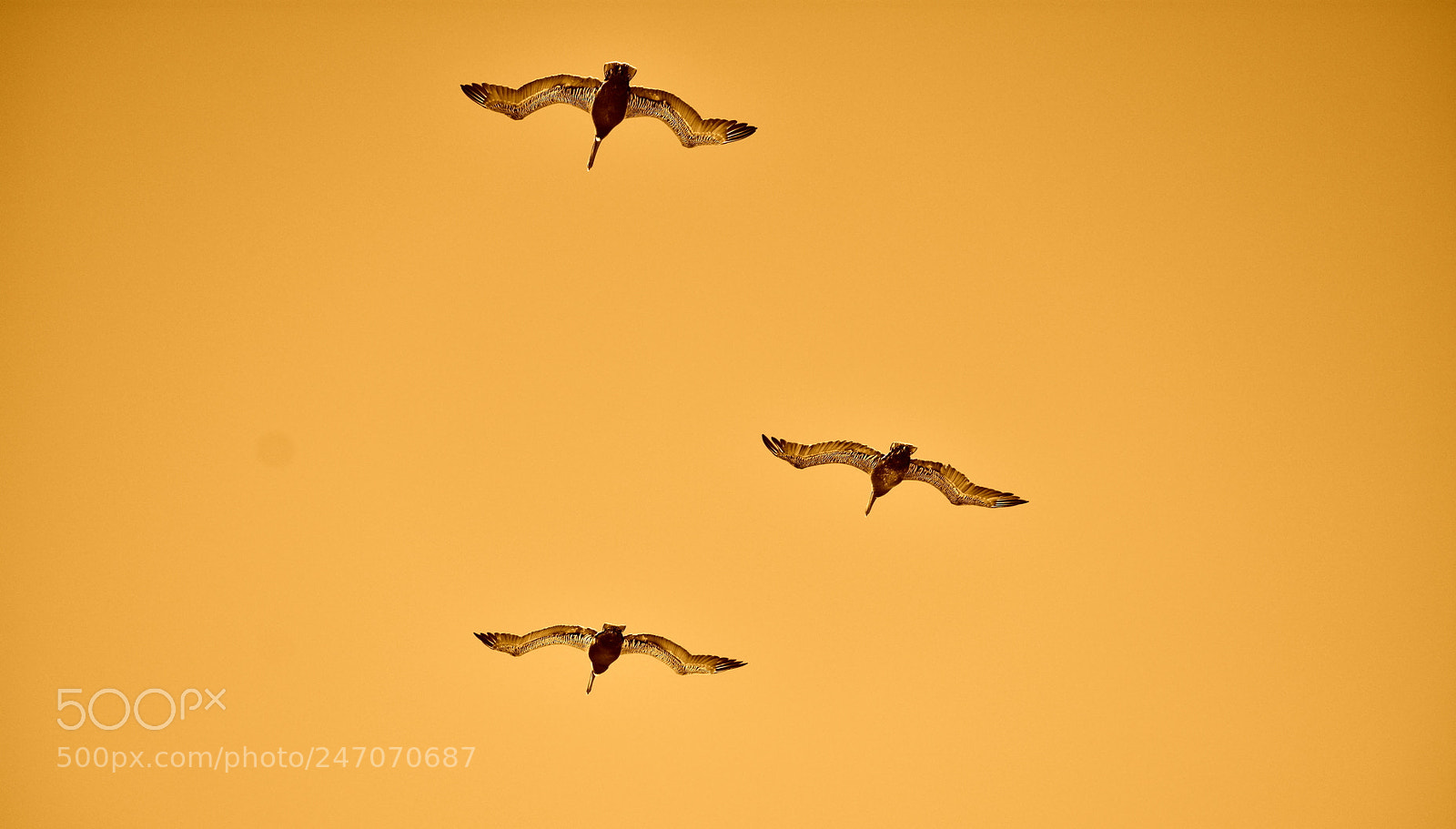 Nikon D3400 sample photo. Flying to freedom photography