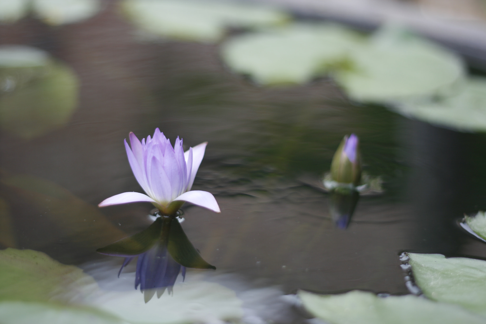 Canon EF 50mm F1.8 II sample photo. Lotus flower photography