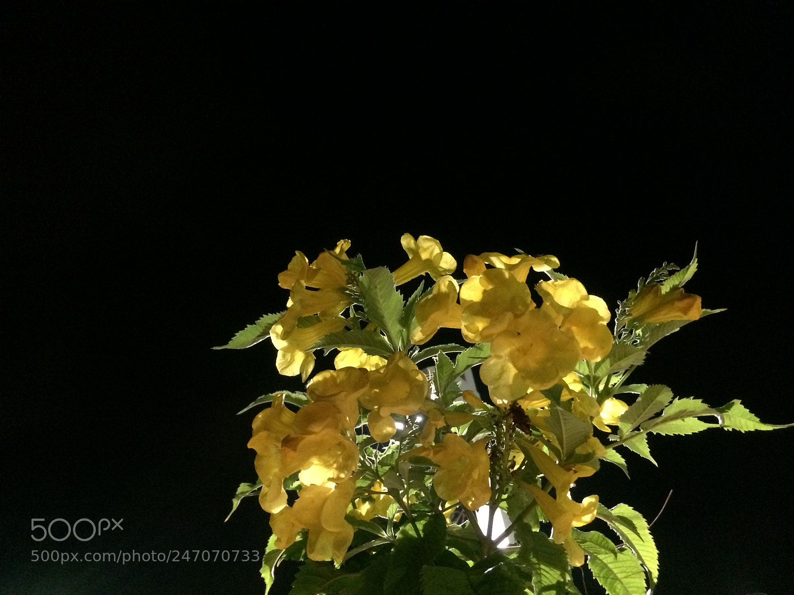 Apple iPhone 5s sample photo. Untitled photography