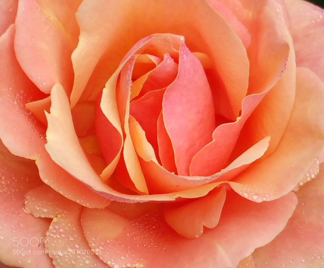 Samsung Galaxy Note4 sample photo. Dew drops & peach petals photography