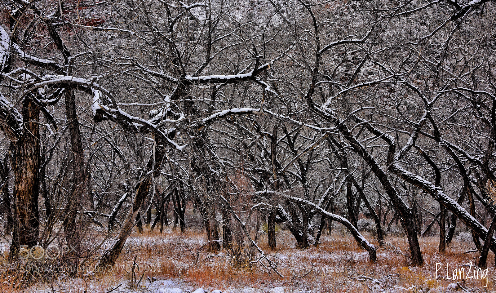 Nikon D810 sample photo. Winter woods, jemez springs photography