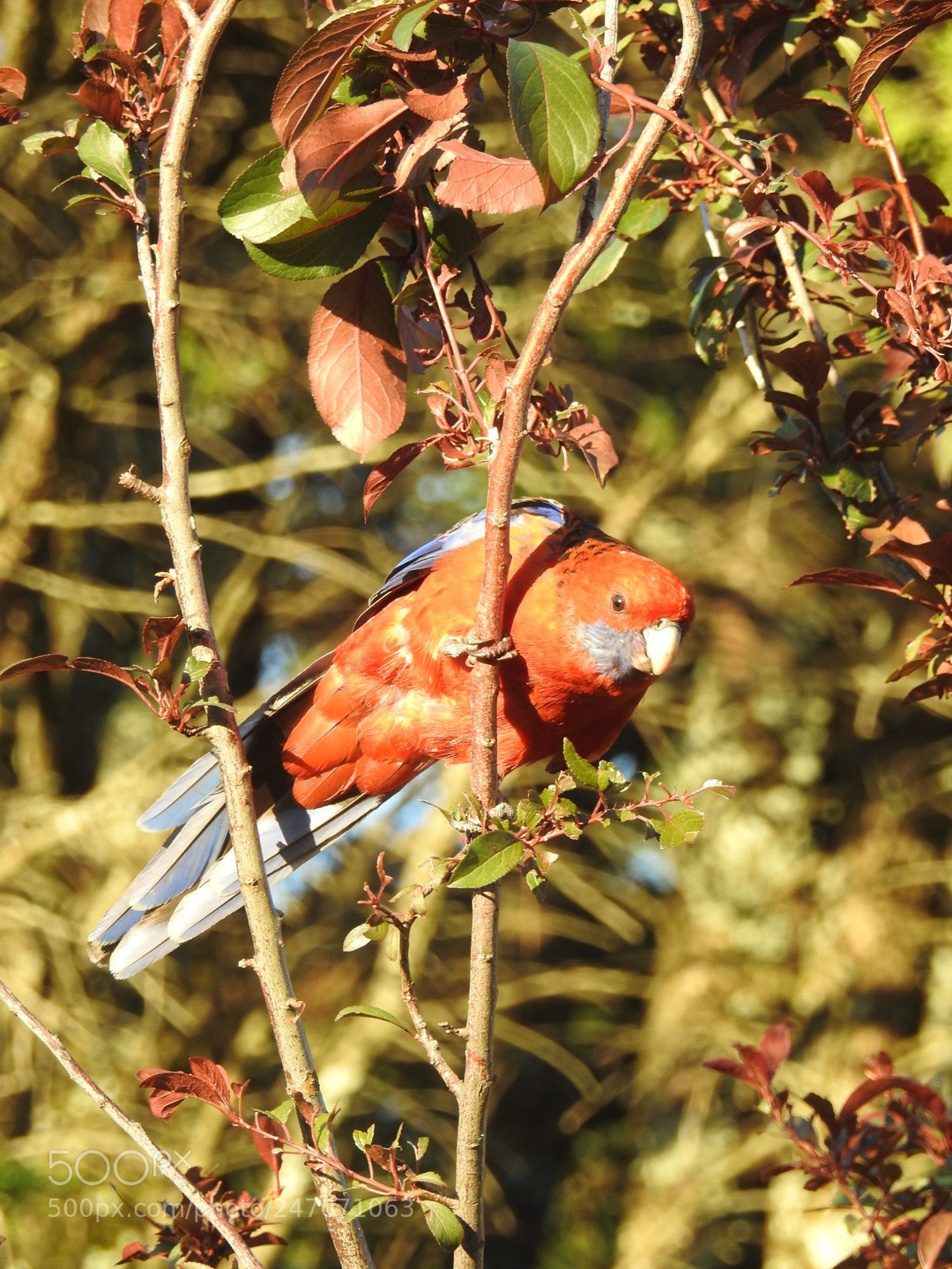 Nikon Coolpix P900 sample photo. Rosella bird, australia photography