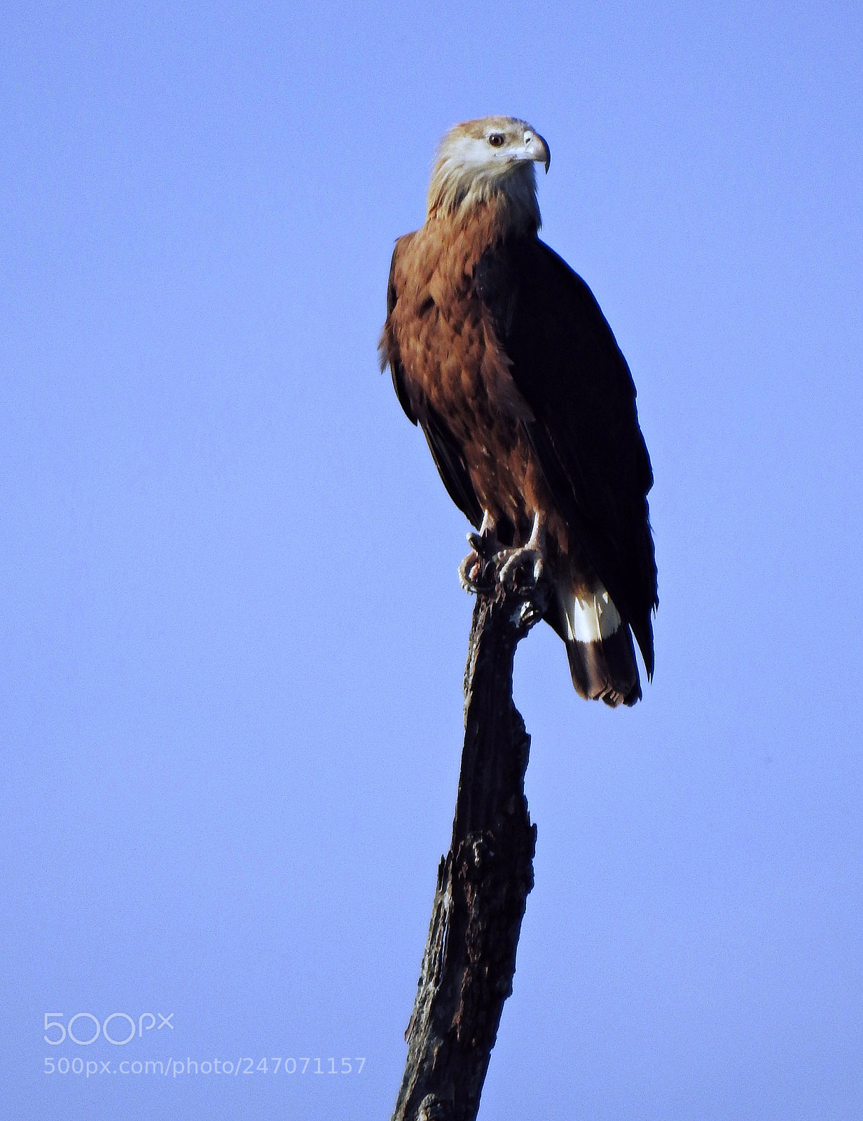 Nikon Coolpix P900 sample photo. King's perch photography