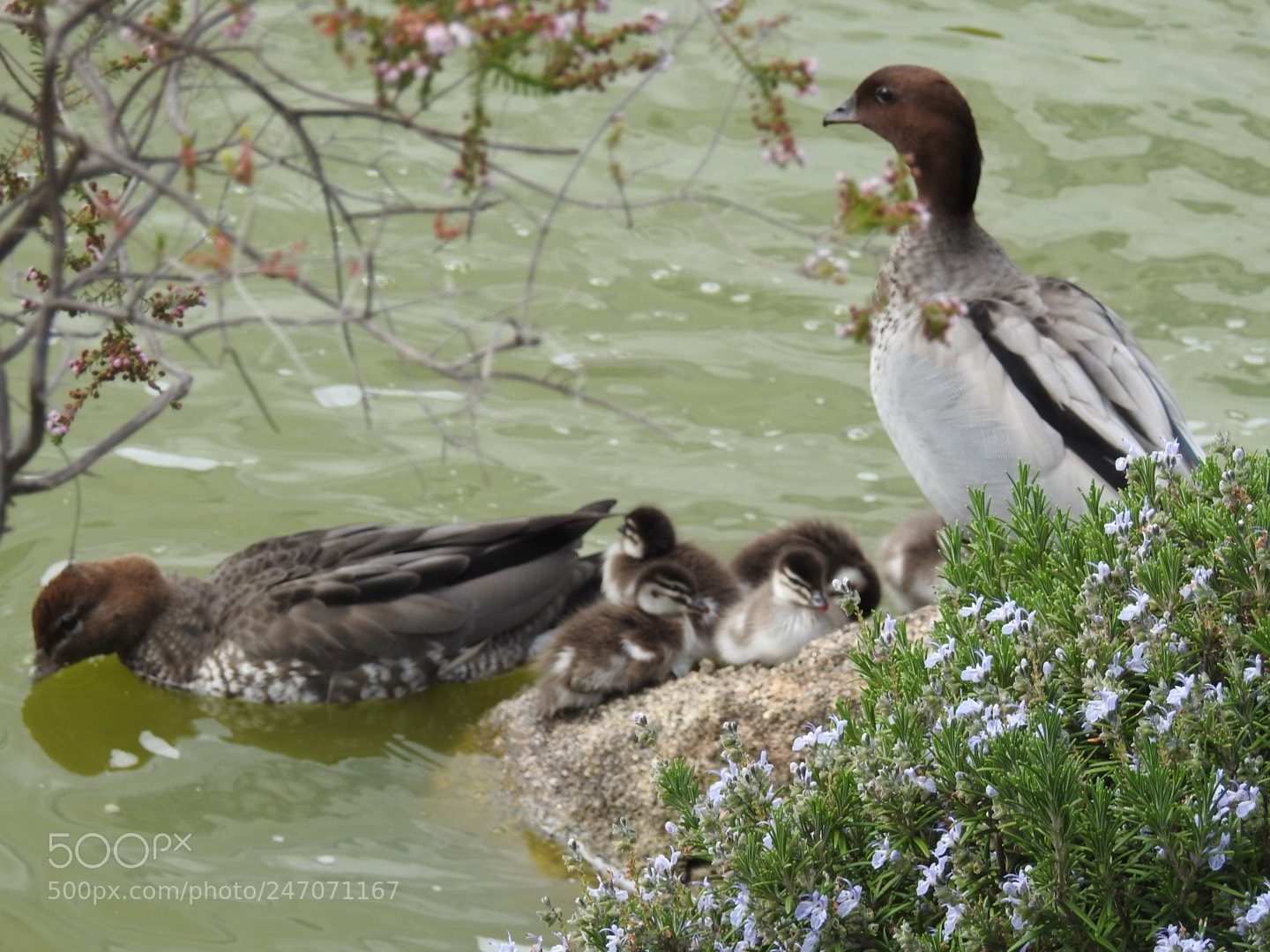 Nikon Coolpix P900 sample photo. Duck family, japanese garden photography