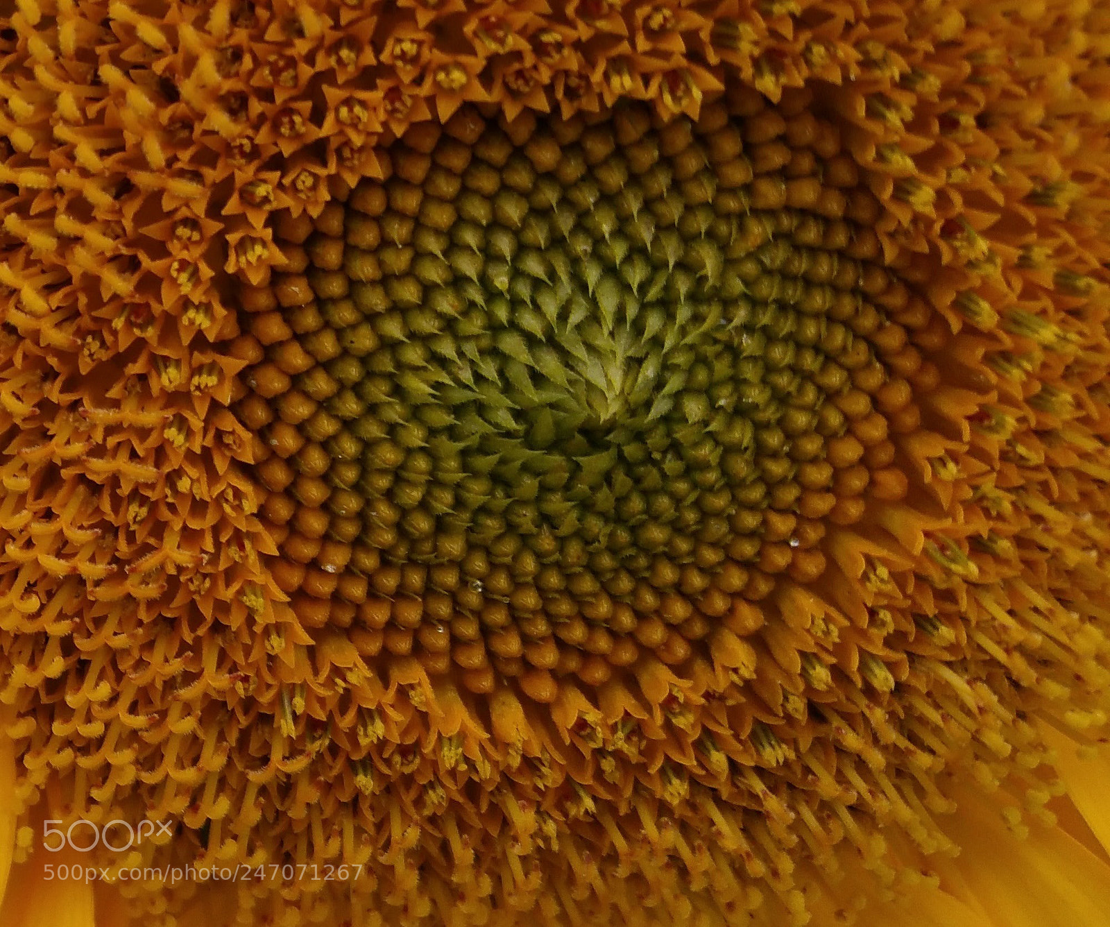 Samsung Galaxy Note4 sample photo. Sunflower macro photography