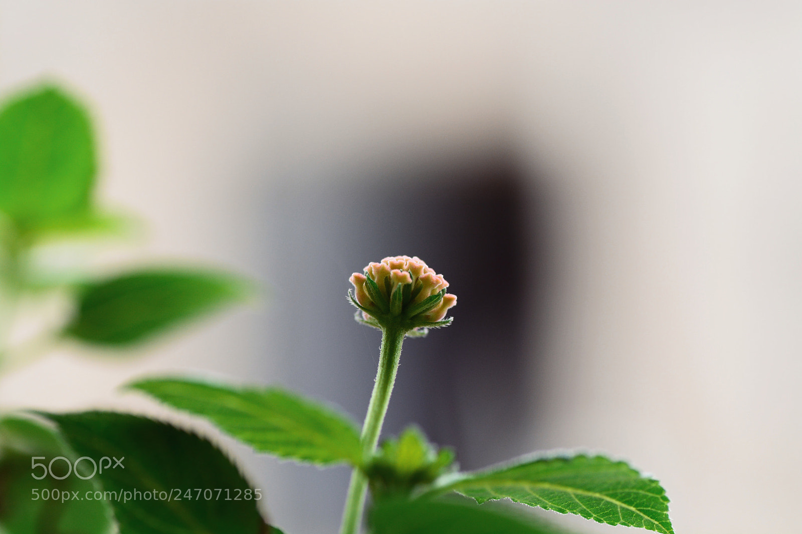 Nikon D7100 sample photo. Untitled photography
