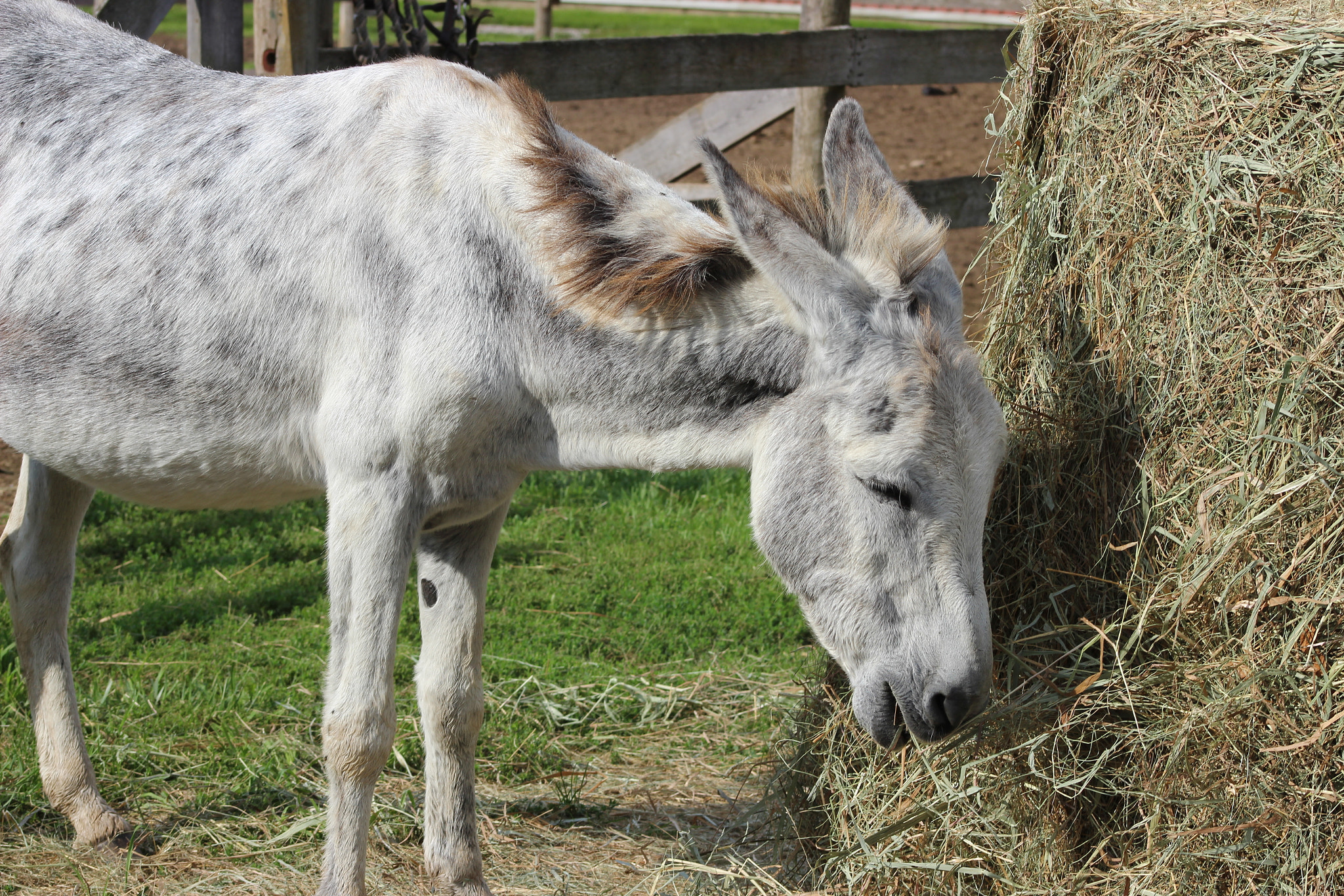 EF75-300mm f/4-5.6 sample photo. Peter ~ safekeeper of horses photography