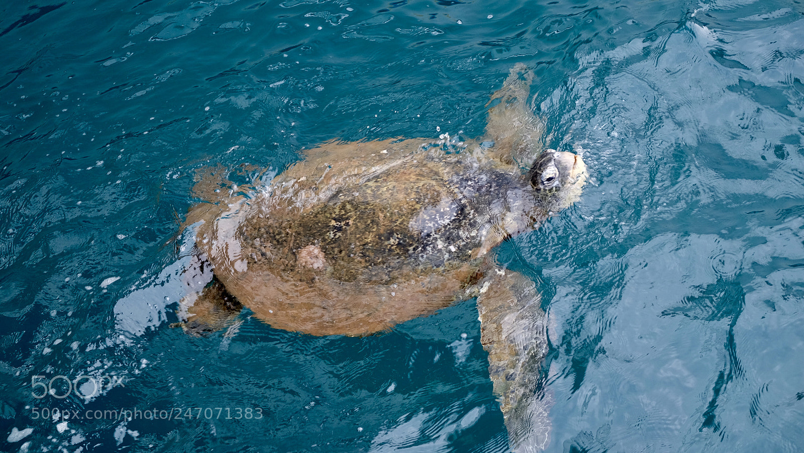 Fujifilm X-T1 sample photo. Aloha photography