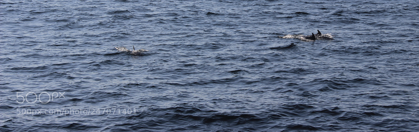 Canon EOS 600D (Rebel EOS T3i / EOS Kiss X5) sample photo. Dolphins in puerto vallarta photography