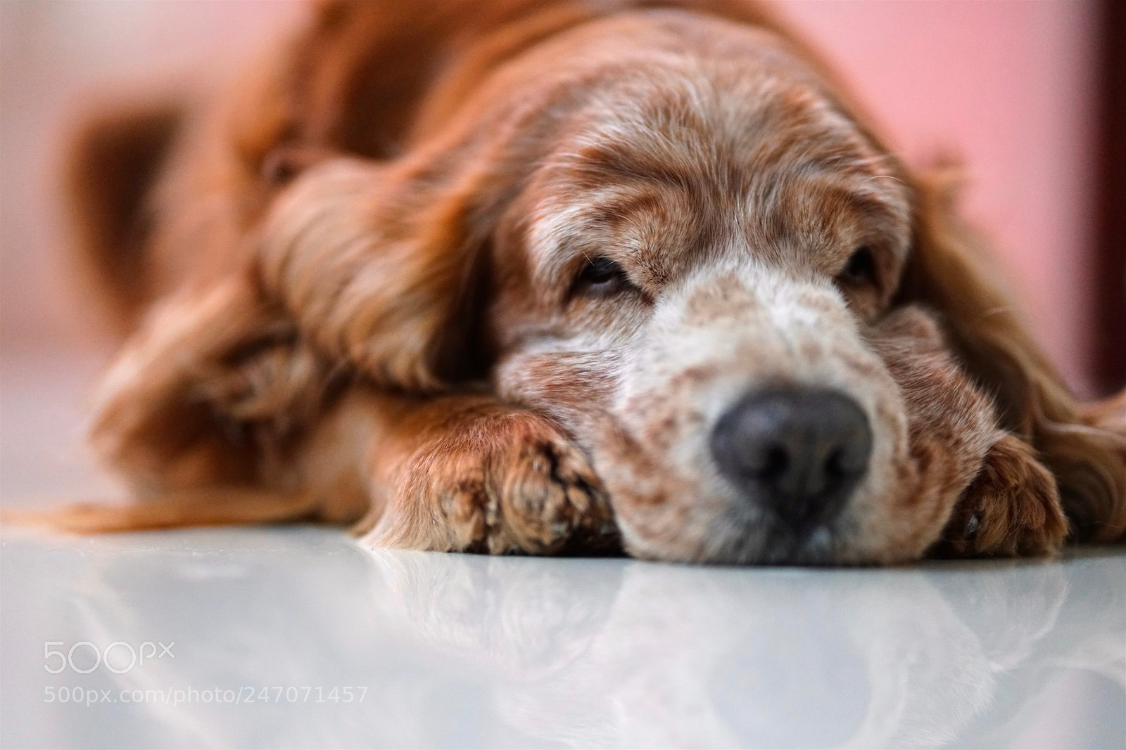 Sony a7R II sample photo. Good morning photography