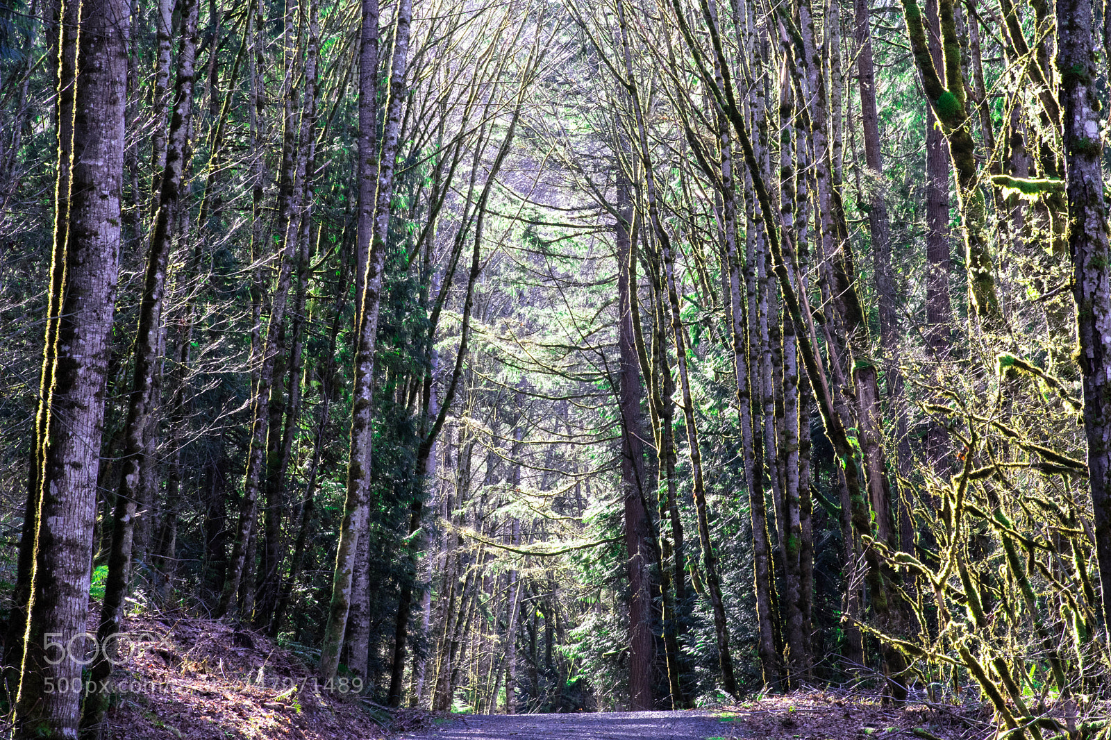 Nikon D7500 sample photo. Winter path photography