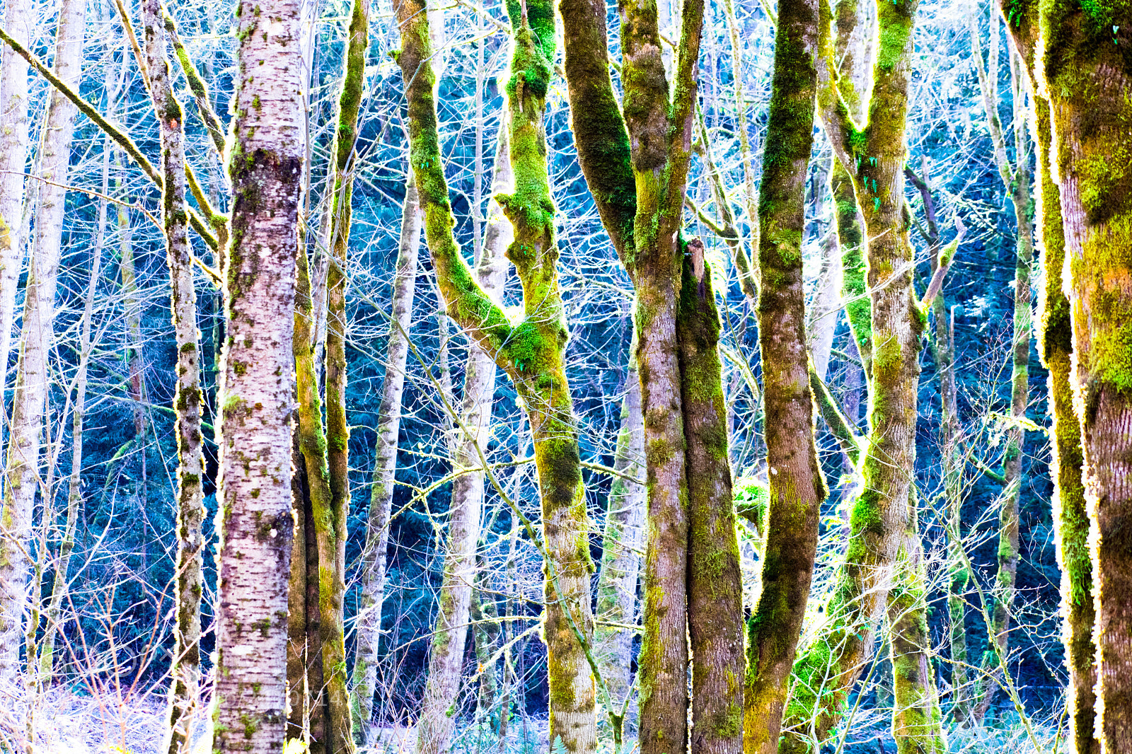 Nikon D7500 sample photo. Winter color photography