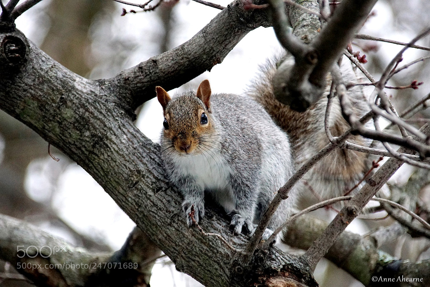 Sony ILCA-77M2 sample photo. Eastern gray squirrel photography