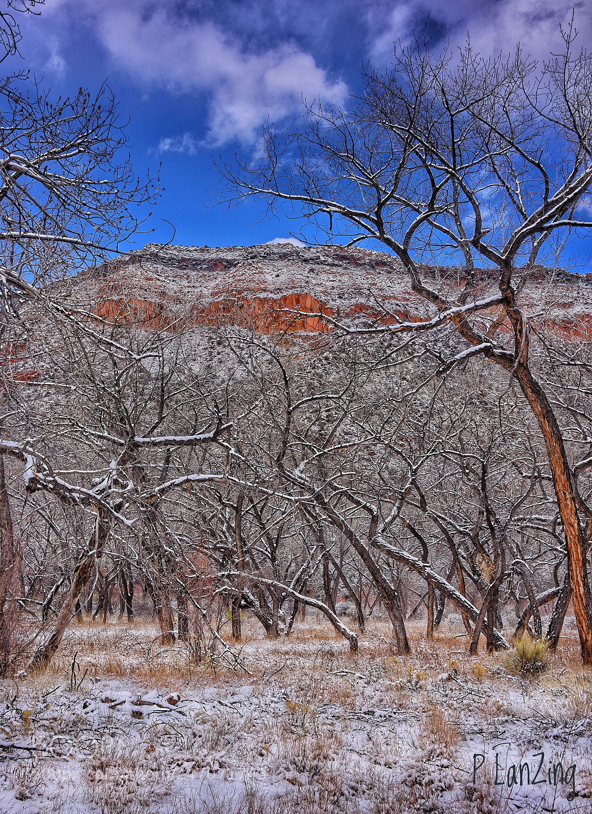 Nikon D810 sample photo. Walk in the winter photography