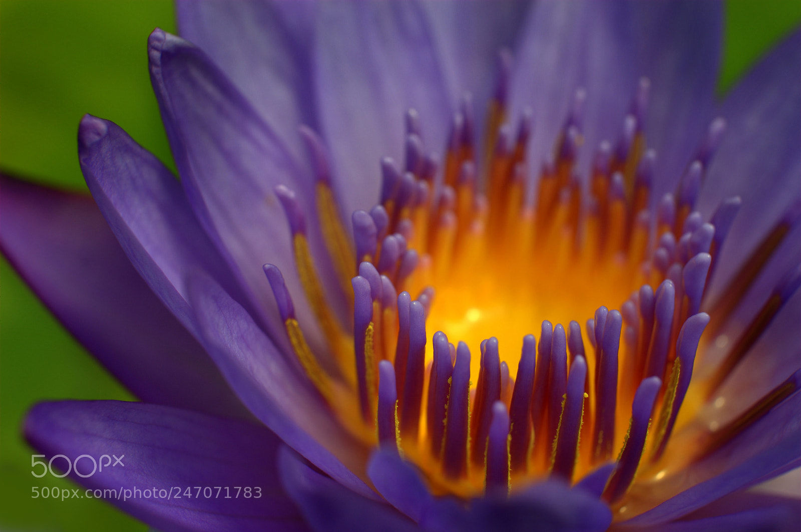 Nikon D3000 sample photo. Waterlily flower photography