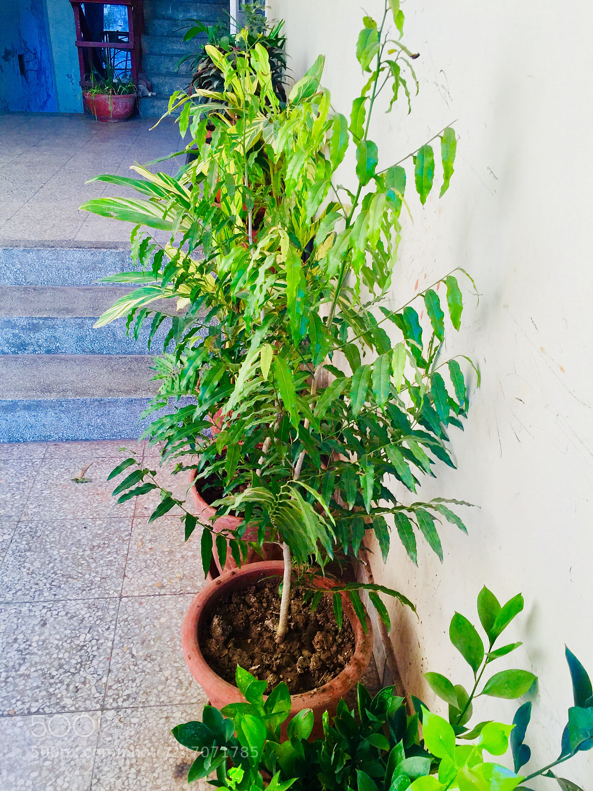 Apple iPhone 6 sample photo. Untitled photography