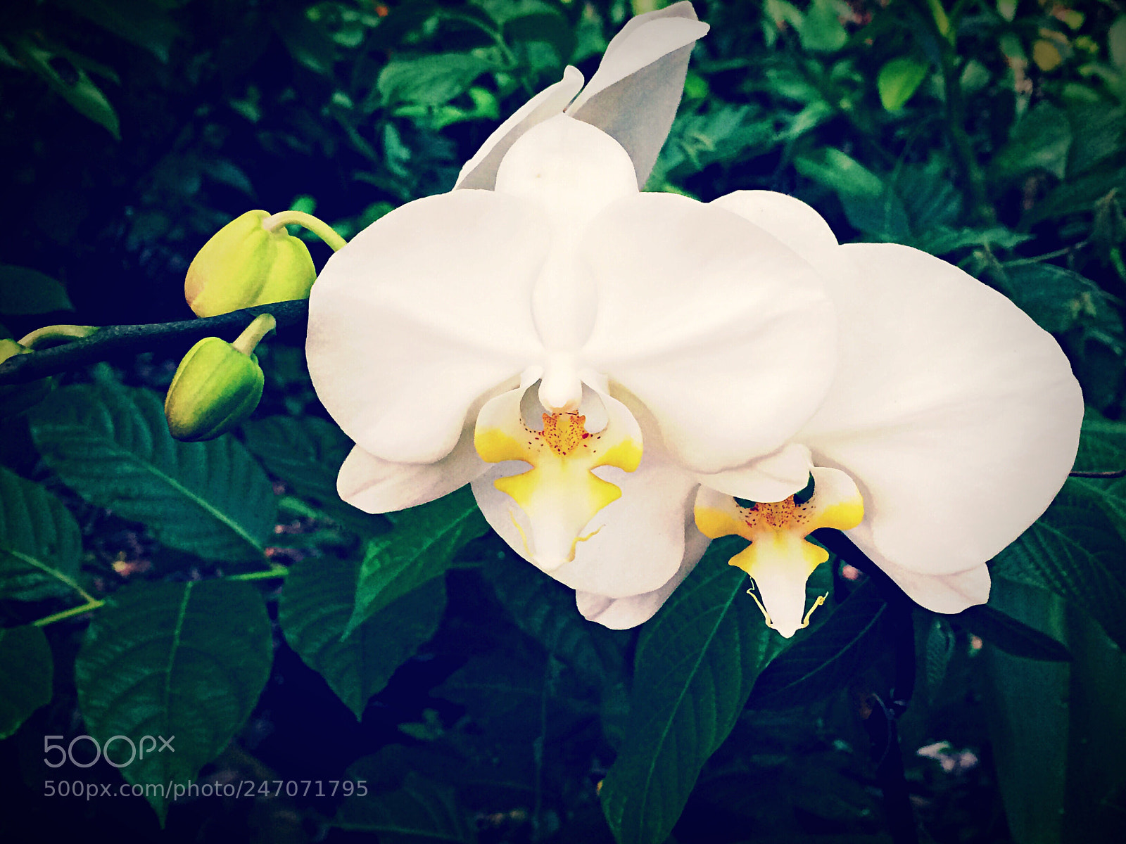 Apple iPhone 5s sample photo. Phalaenopsis photography