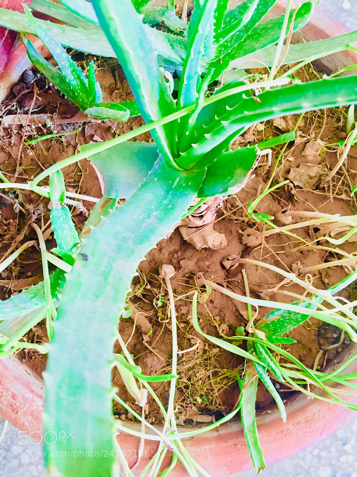Apple iPhone 6 sample photo. Untitled photography